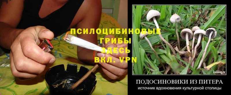 Псилоцибиновые грибы Psilocybine cubensis  Ардон 